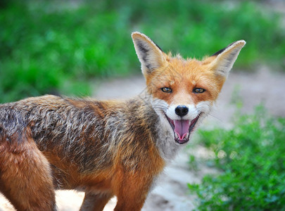 草丛中的红狐狸幼崽动物在微笑图片