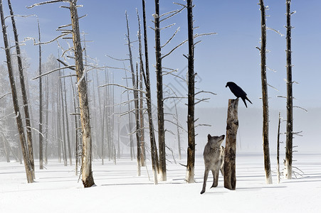 狼和乌鸦在下雪的冬天图片