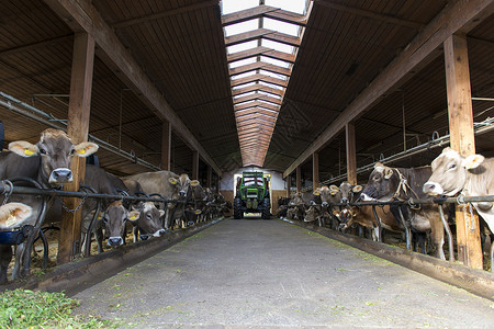 在农场喂养数头奶牛的拖图片