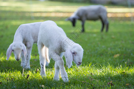 两只非常年轻的羊羔在草地上放牧图片