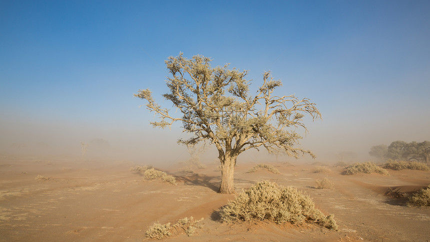 沙尘暴和金合欢树图片