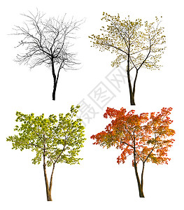 白色背景上孤立的四个季节枫树图片