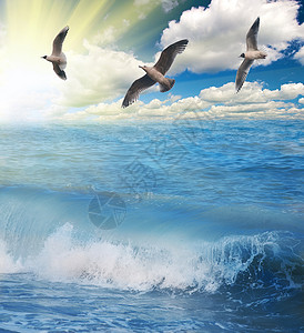 三只海鸥飞过海浪图片