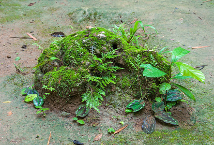 生长在地面上的苔藓在森林里图片