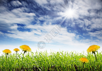 黄色蒲公英和草甸与蓝天与云彩图片