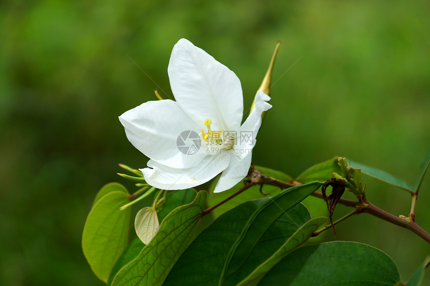 白雪兰花树Bauhiinaacumina图片