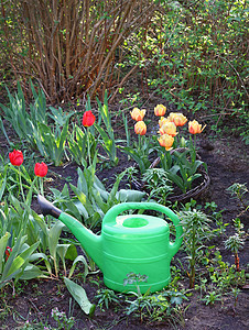 绿水罐其背景是春天花园的黄色和红图片