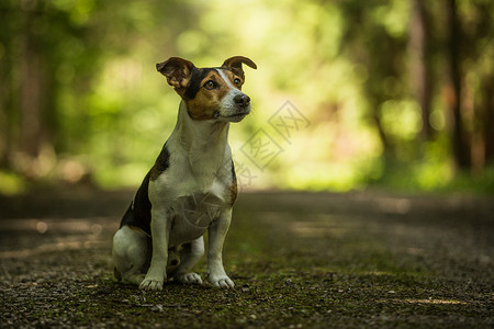 公园里的杰克罗素梗犬图片