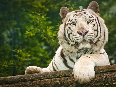 野生的白虎图片