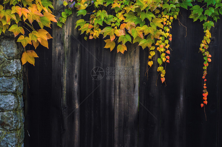 秋天的落叶在木栅栏上图片