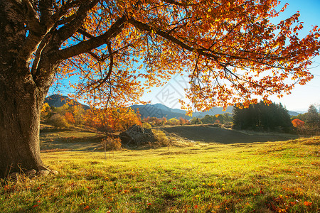 秋天的风景橙色的trre图片