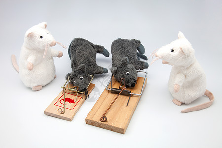 四只小鼠和图片