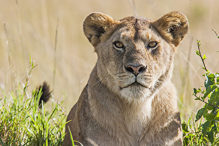 肯尼亚马萨伊马拉草原上狮子的肖像图片