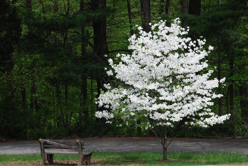 春之花树图片
