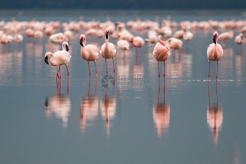 肯尼亚纳库鲁湖上的Flamingos图片