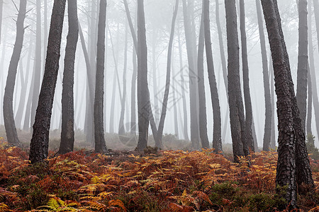 在雾天看到森林的美丽景色图片