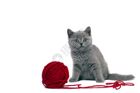 可爱的英国小猫在玩白底红线球图片