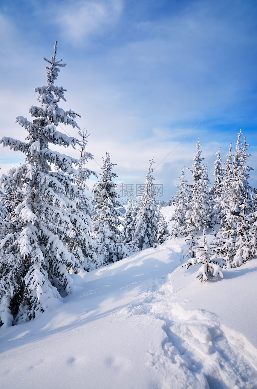 在云杉林的雪地上有一条小径的冬季景观图片