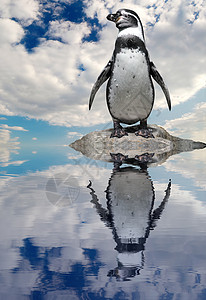 孤独的洪堡企鹅图片
