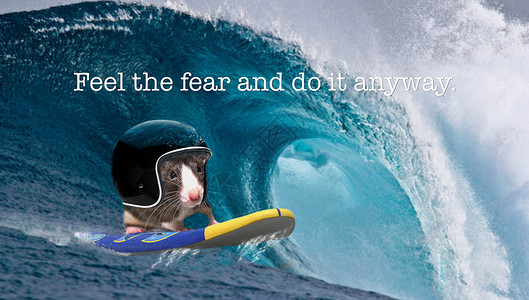 在海浪上戴头盔的老鼠大胆或缺乏恐惧的概念感受恐惧图片