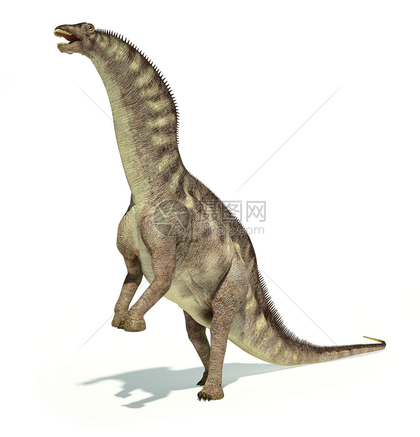 Amargasaurus恐龙的真实照片和科学正确的表示动态姿势在包含投影和剪切路径图片