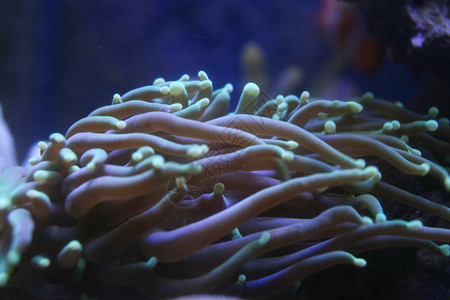 大鞭珊瑚美人图片