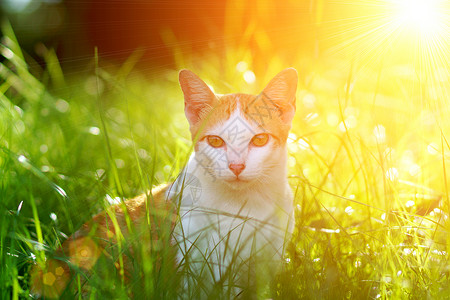 草丛中的猫傍晚的太阳图片