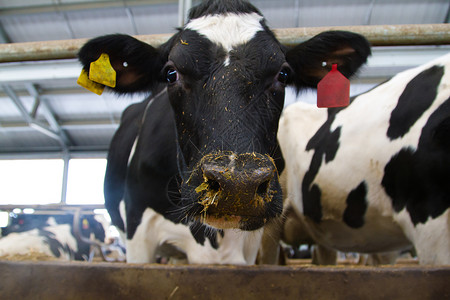 荷斯坦奶牛在农场饲养图片