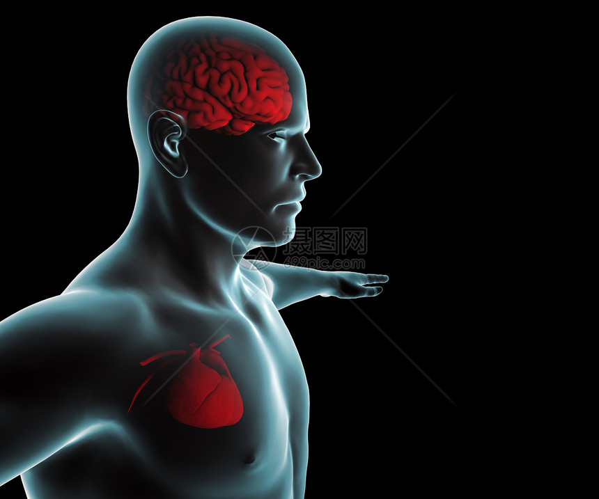 有心脏和脑射线的人体图片