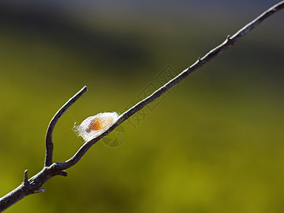 野生蚕茧昆虫的有趣宏图片