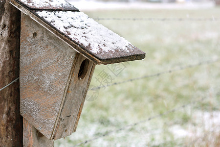 一只手工制作的鸟屋挂在冬季全国的一个旧木头和有刺图片