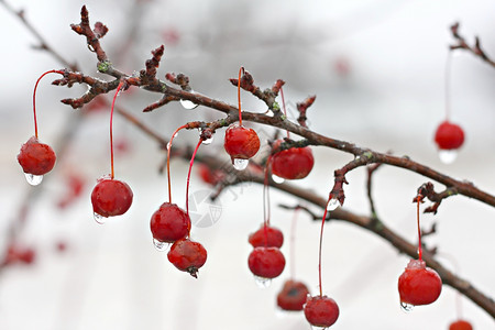 冬雪过后红蟹头果树枝的树枝在冰层中沉图片