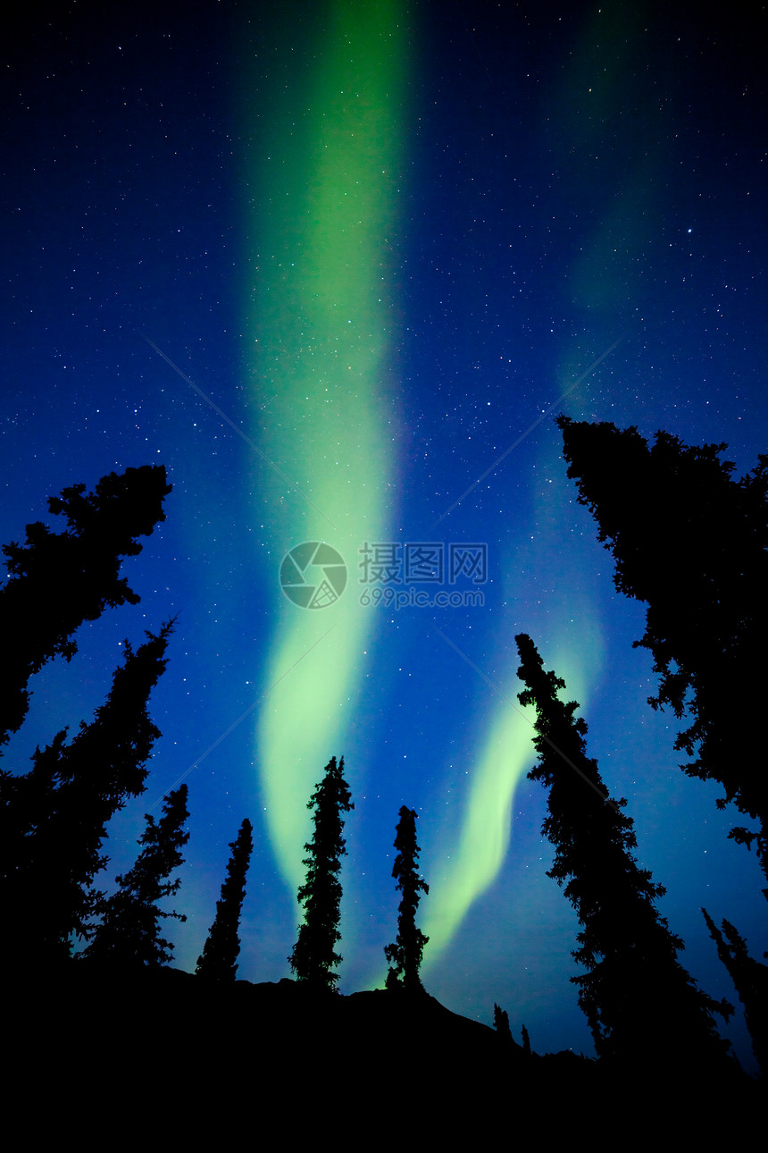 北极光或北极光或极光的强烈带在加拿大育空地区的北方森林云杉树上的夜图片