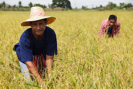 在稻田工作的亚洲农民图片