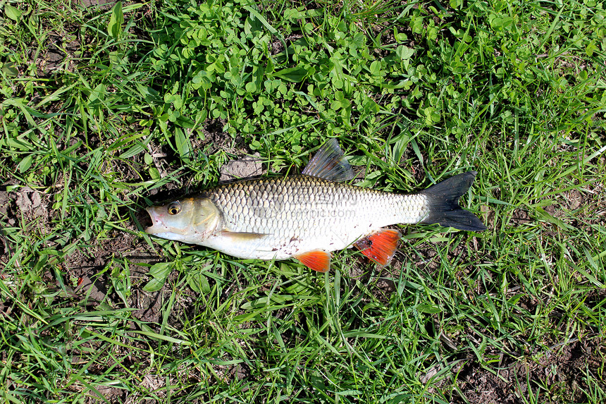 躺在草地上的美丽捕获的鱼鲢图片