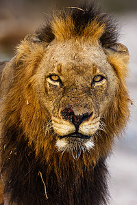 男狮子在更大的Kruger公园拍图片