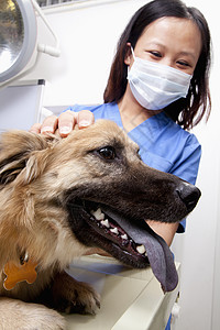 有狗的兽医在检查室图片