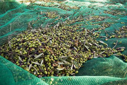 橄榄收获捕网中的橄榄图片