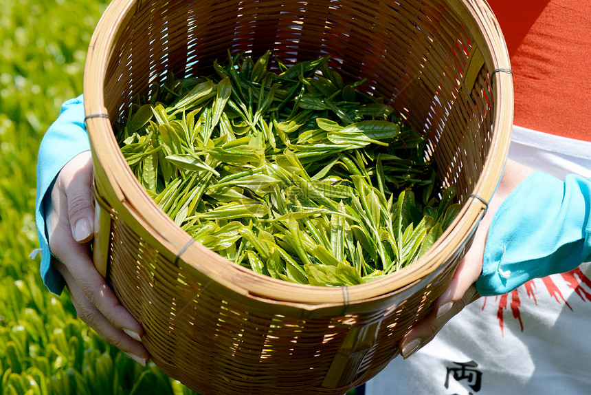 采摘绿茶叶的日本女人图片