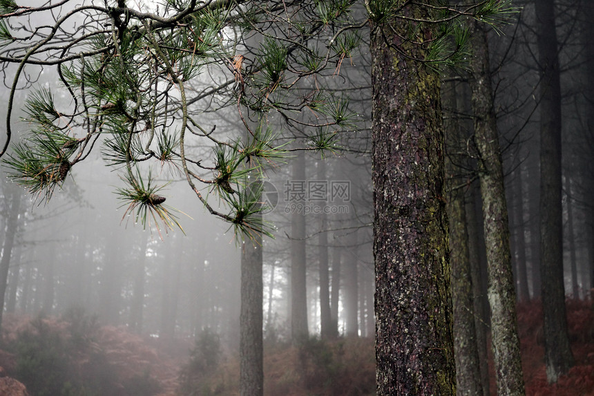 葡萄牙松树林在一个晚雨和有雾的晚上专注于前景顶部左侧的松果图片