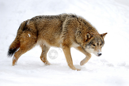 美丽的野灰狼背景图片