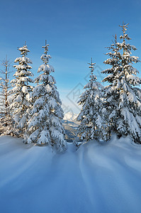 阳光明媚的天气和雪上松树的寒冬风景图片