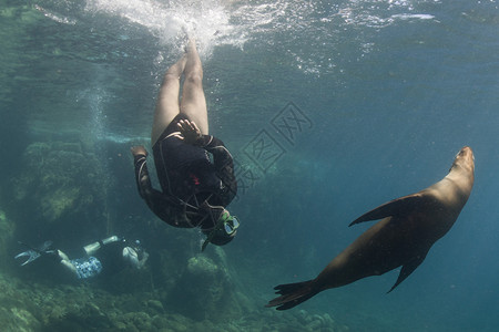 海狮豹同时与潜水员图片
