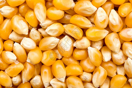 Corns种子图片