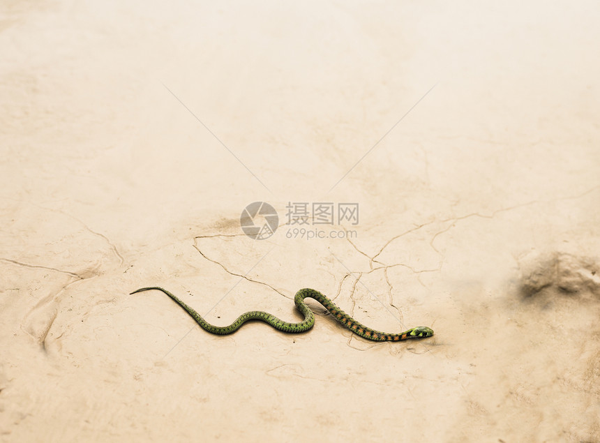 蛇在干燥的沙漠地面上滑行图片
