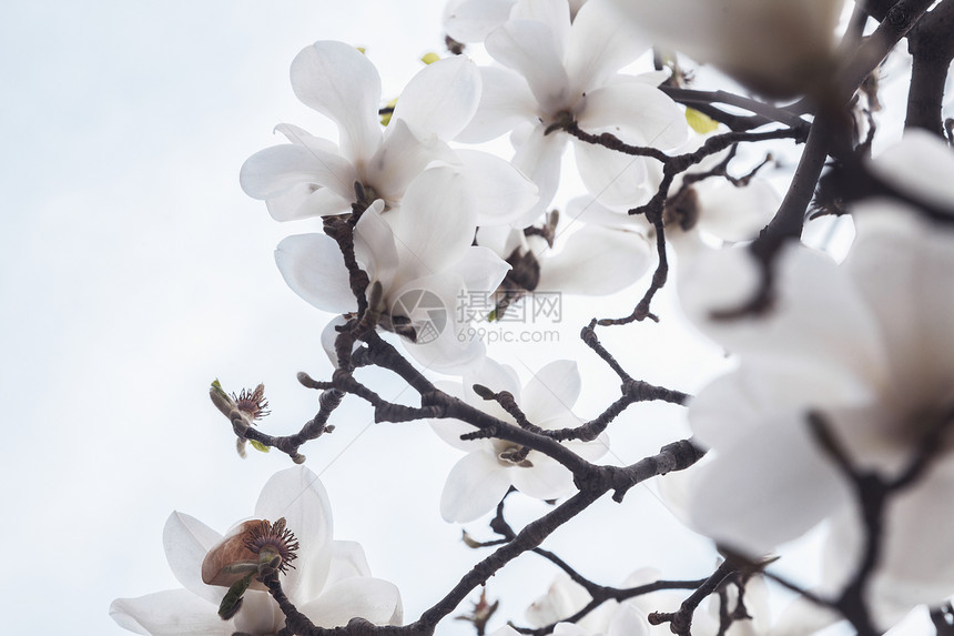 白玉兰花特写镜头图片