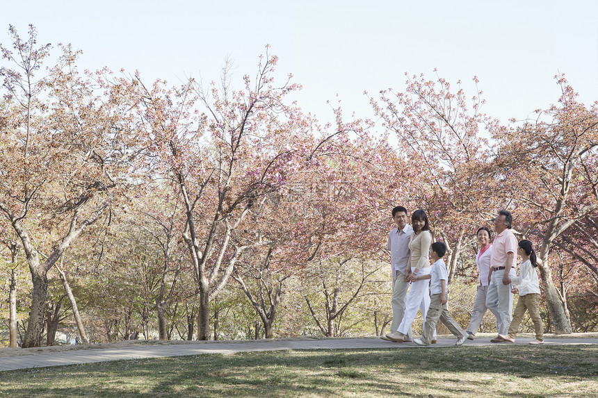 多代家庭在北京春天公园的樱桃树间散步图片