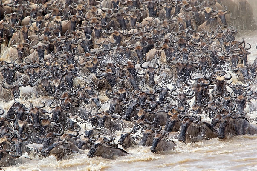 马拉河渡口期间的野生动物迁徙Connochaetestau图片