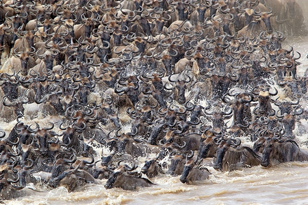 马拉河渡口期间的野生动物迁徙Connochaetestau图片