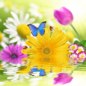 与蝴蝶和瓢虫的花卉背景图片